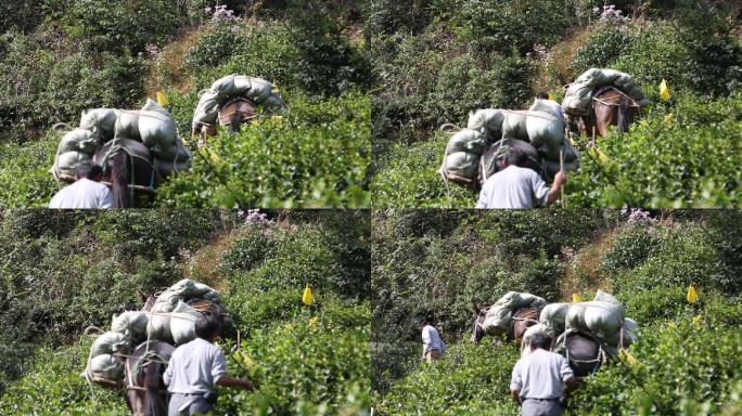 浙江山区高山茶园茶山驴子骡子驼运货物化肥