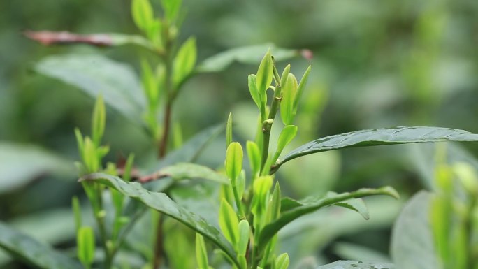 江南浙江茶山茶园茶叶嫩芽茶牙特写实拍