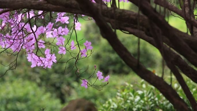 浙江东白山龙门顶茶场杜鹃王紫色营山红开花