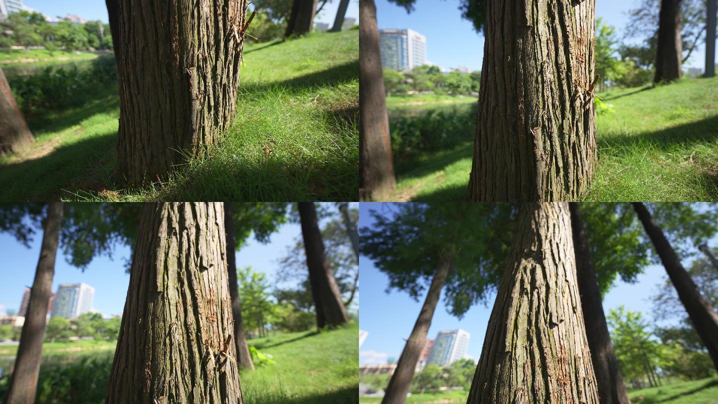 【4K正版】城市公园树干草坪光影-01