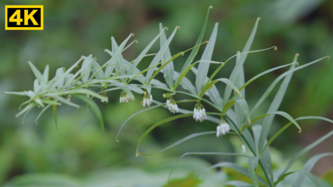 中药材 黄精 种植基地