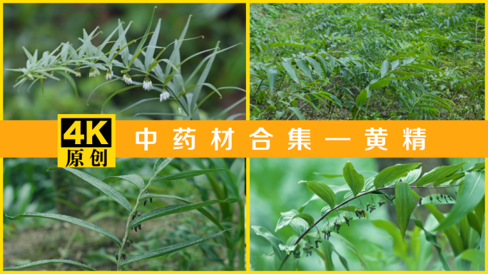 中药材 黄精 种植基地