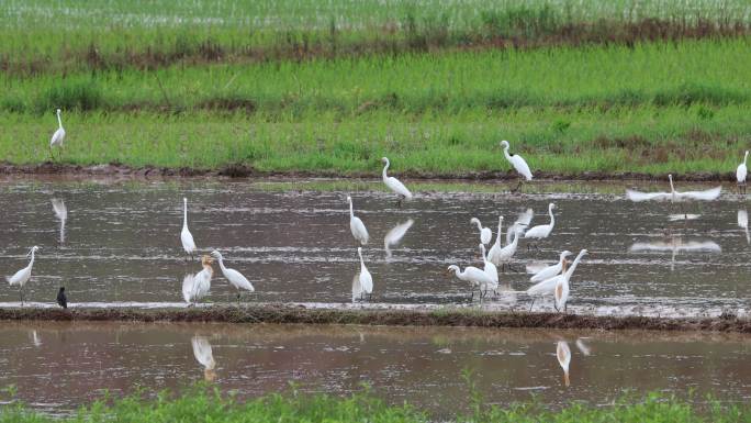 一群白鹭在水田觅食嬉戏