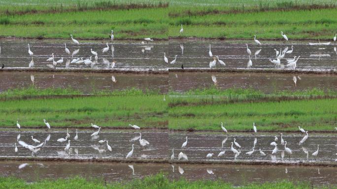 一群白鹭在水田觅食嬉戏