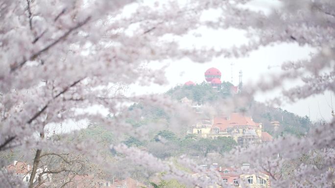 青岛海大樱花实拍素材