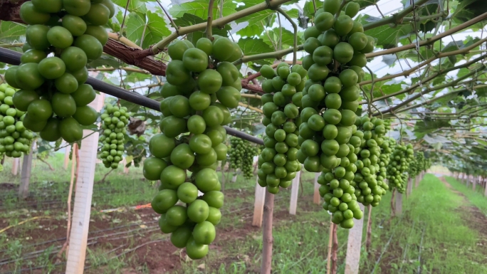 4K—葡萄种植