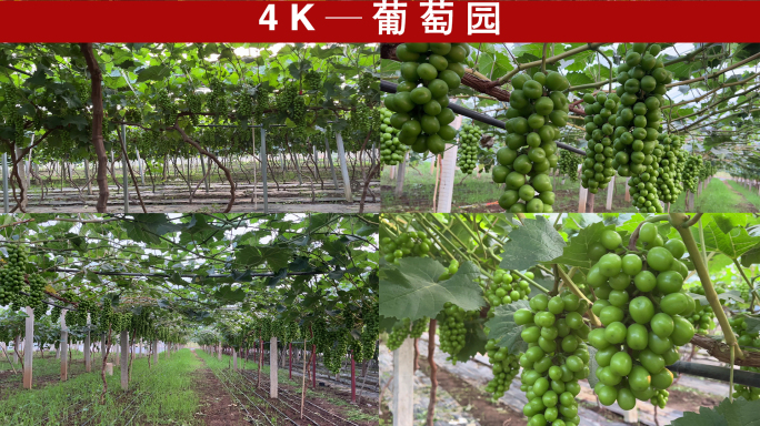 4K—葡萄种植
