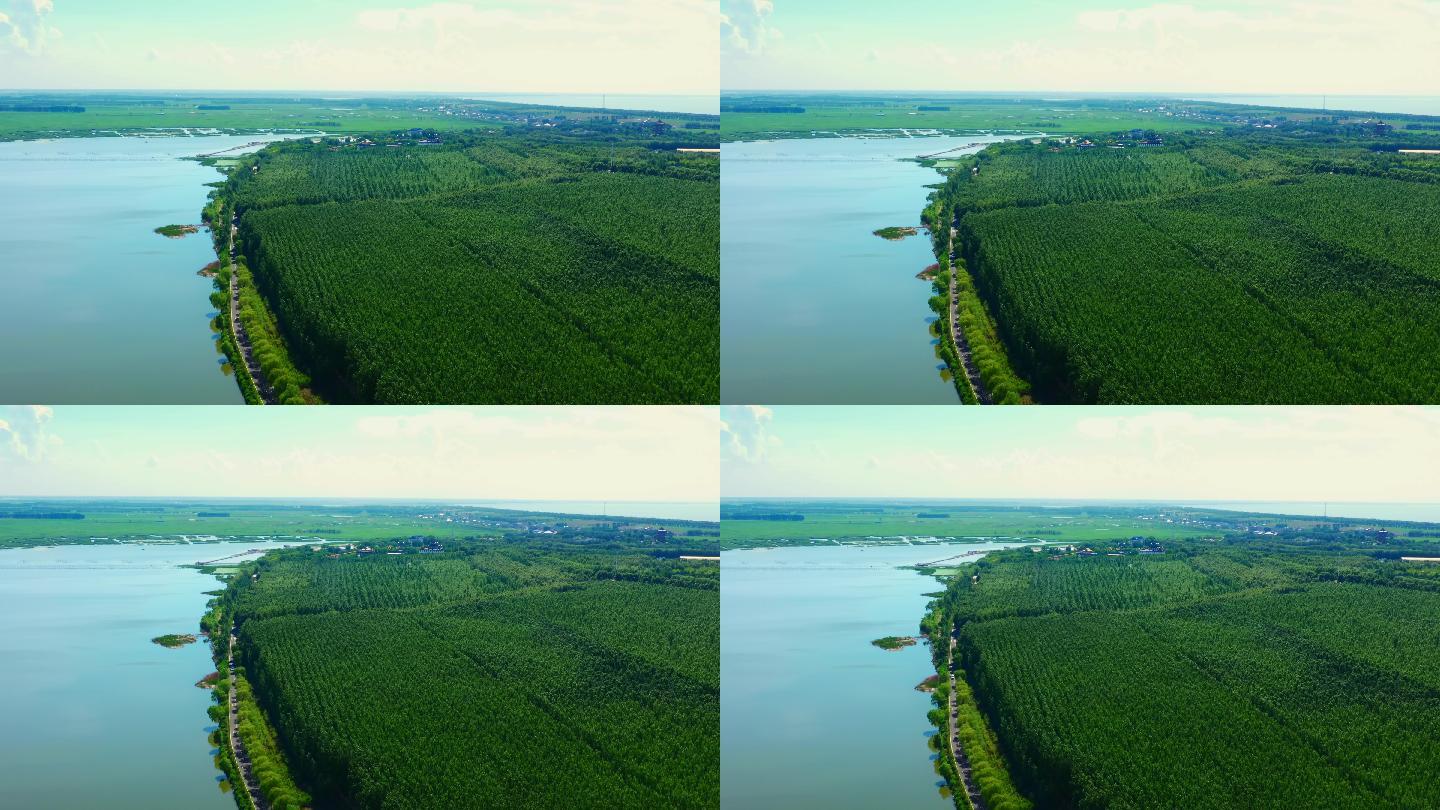 查干湖航拍片段2湖边森林树林