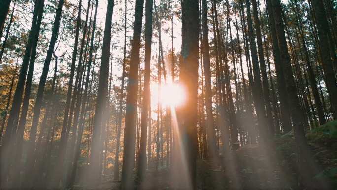 阳光树林金色射线清晨树林日出森林逆光光影