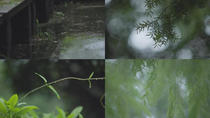 雨天唯美绿植