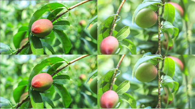 4K新鲜成熟美味水果野生油桃树视频素材
