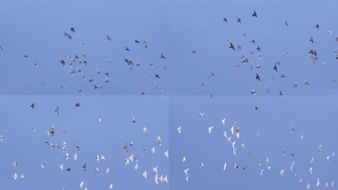 一群鸽子飞翔