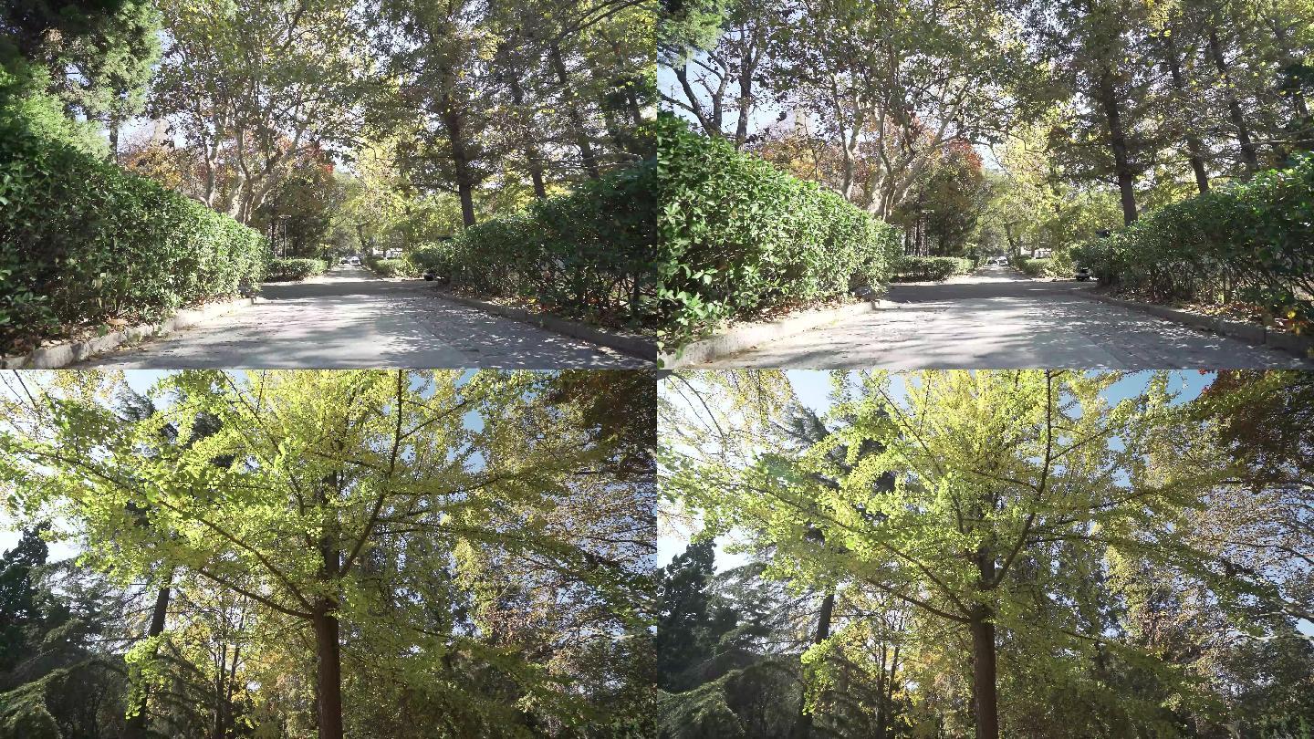 青岛海大校园环境 古树