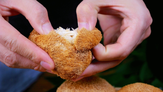 猴头菇 菌菇食材