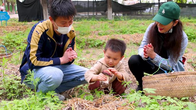 一家人带小孩采摘蘑菇