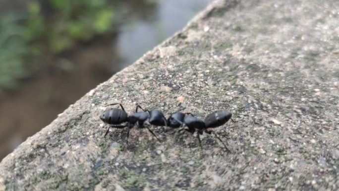 蚂蚁打架 蚂蚁爬行 黑蚂蚁 昆虫大自然