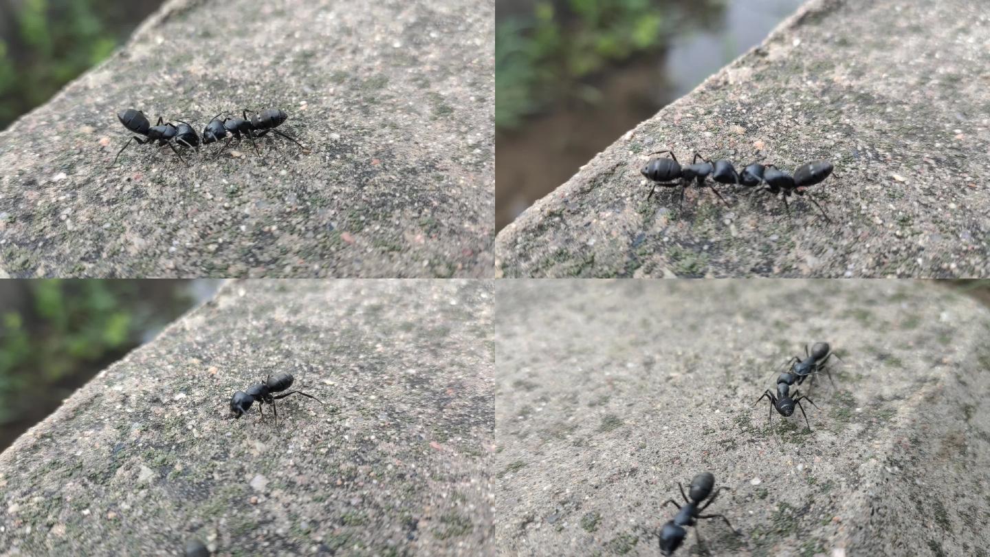 蚂蚁打架 蚂蚁爬行 黑蚂蚁 昆虫大自然