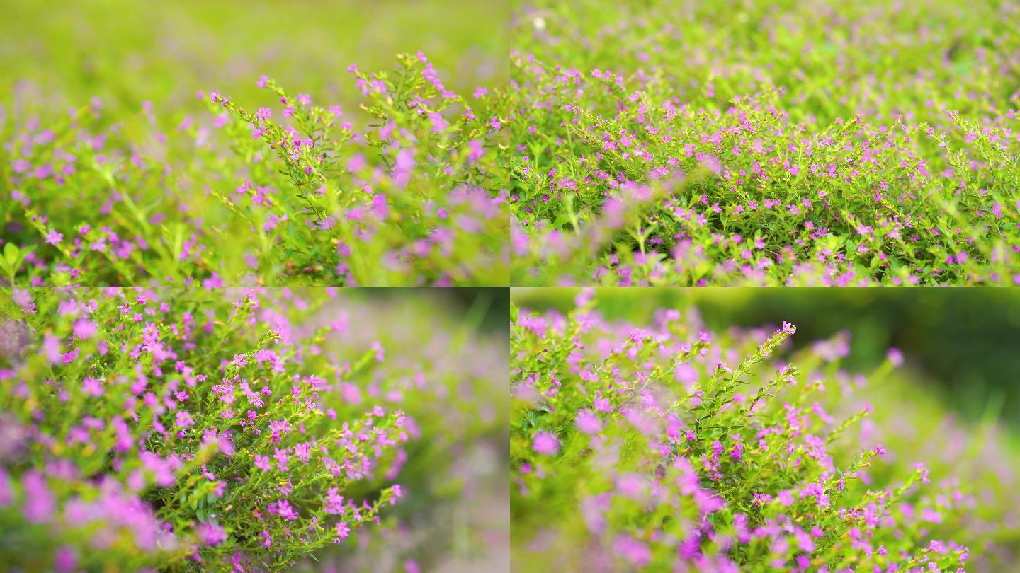 4k唯美花海意境空镜头