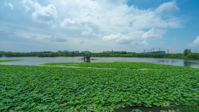 4k念坛公园荷花池 延时