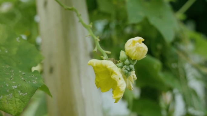 绿色健康_蔬菜丝瓜开花_花朵花苞随风飘荡