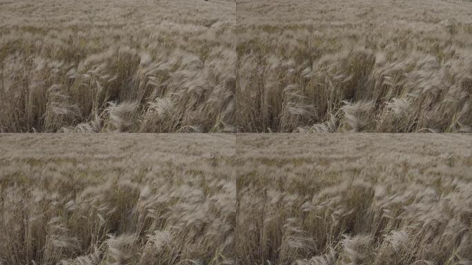 随风飘动的小麦芦苇