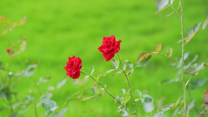 4k红色玫瑰花