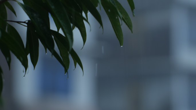树叶上的雨滴