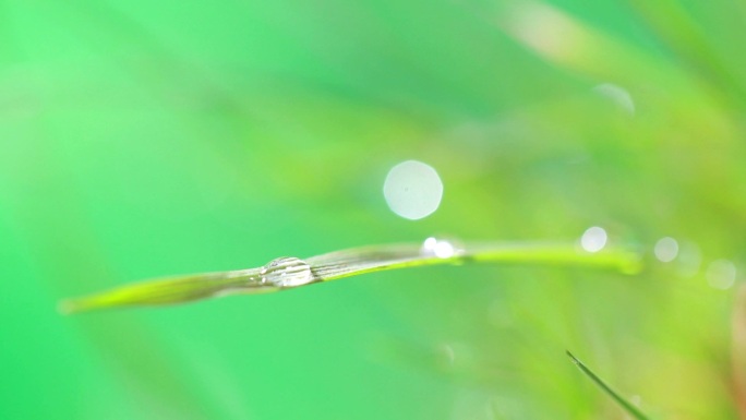 雨落在绿草上水波纹涟漪荡漾唯美滴水升格特