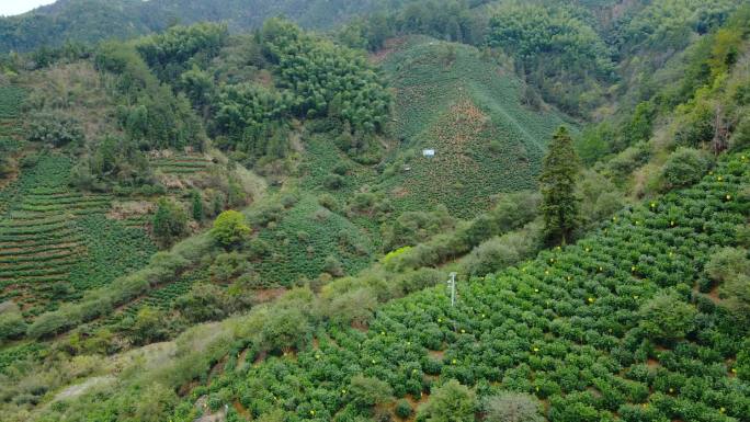 茶园 采茶 绿茶 茶叶 黄山毛峰