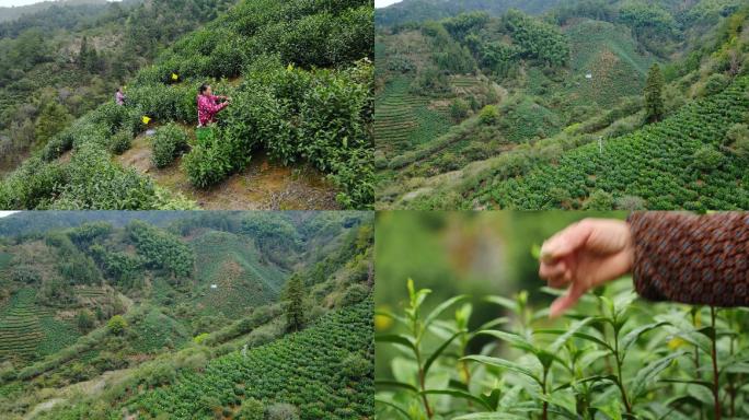 茶园 采茶 绿茶 茶叶 黄山毛峰