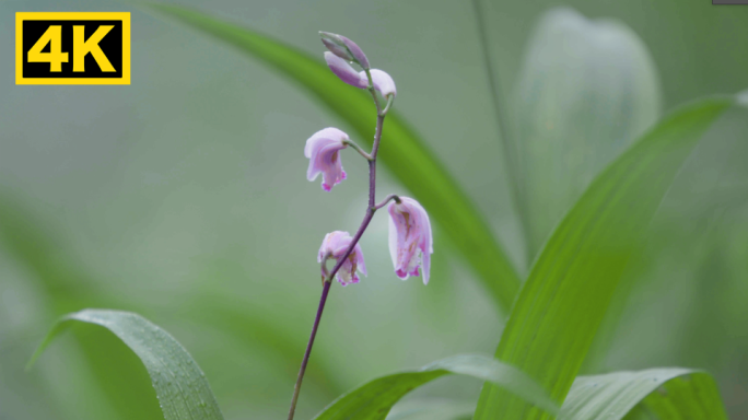 4K 中药材白芨 天然中药材种植