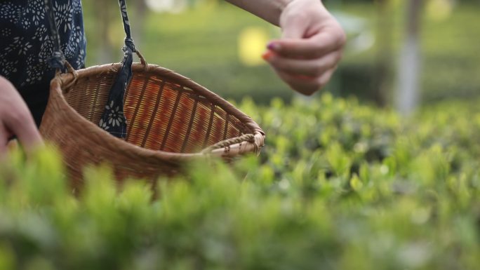 三农 产品 采茶 绿茶 茶叶