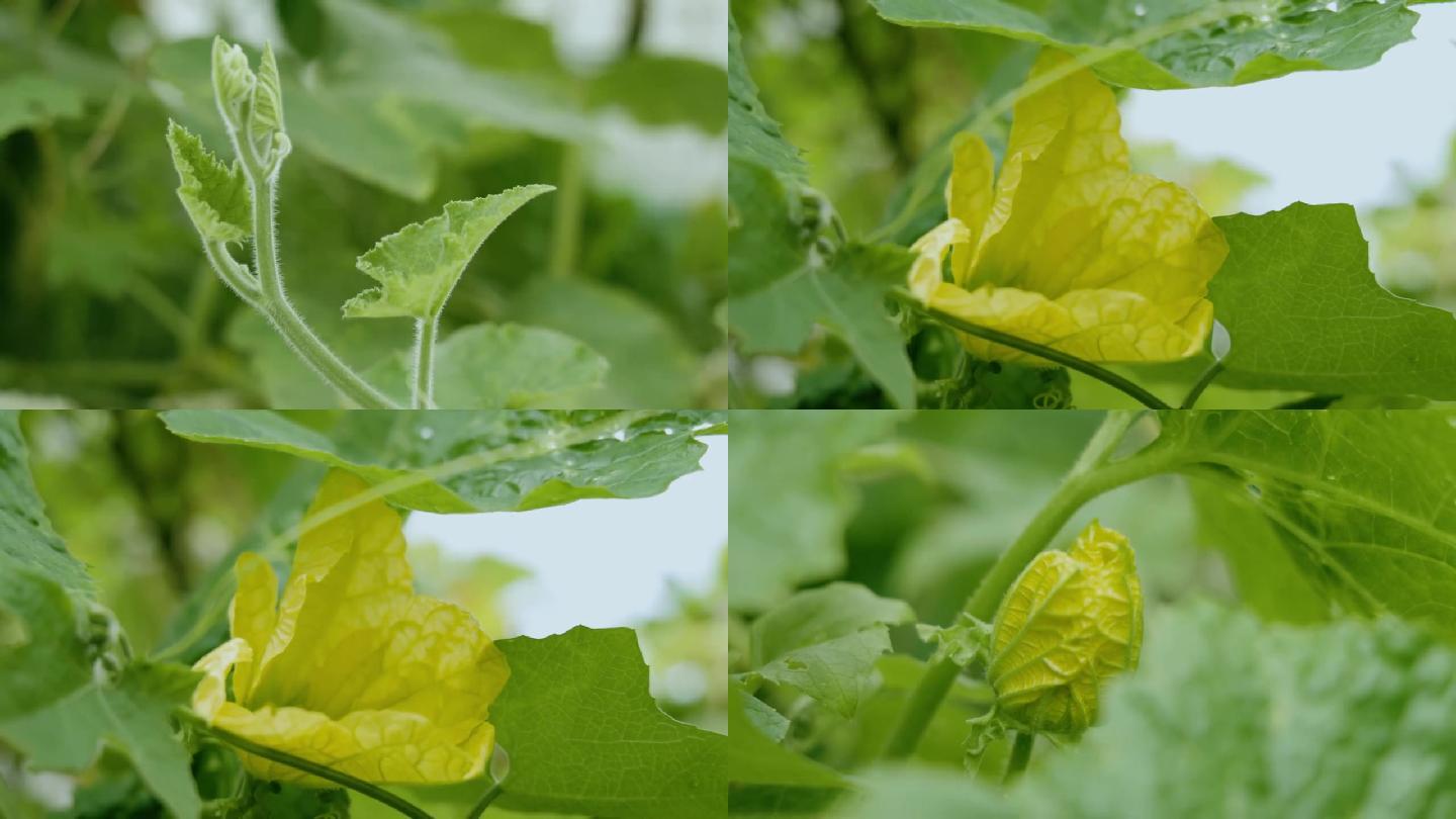 健康蔬菜冬瓜_漂亮花朵_蚂蚁昆虫在花苞上