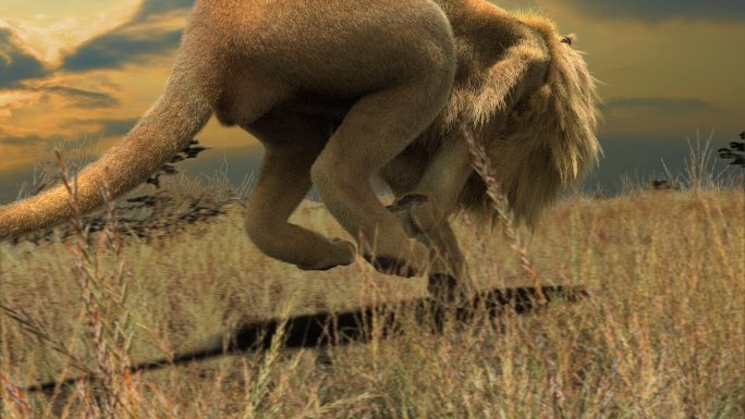三维 狮子 奔跑