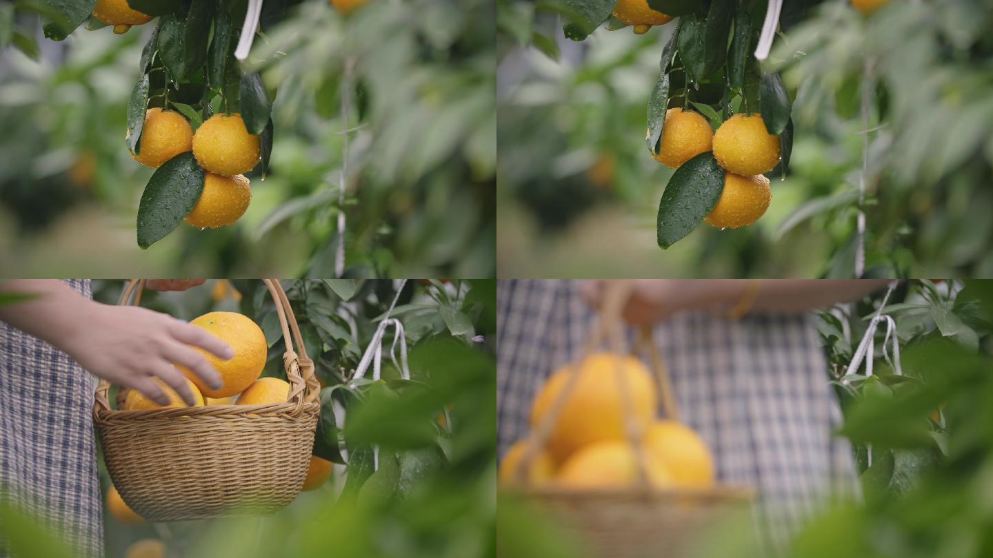 【原创】4K橘子橙子采摘手部特写视频素材