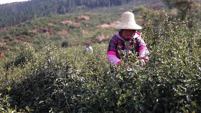 山区老茶树摘茶