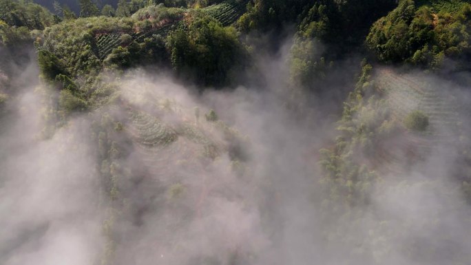 实拍云上茶园绿茶茶叶