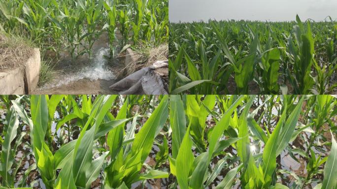 玉米田浇水 浇灌 农田浇灌水资源