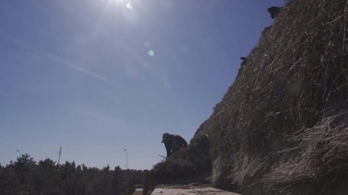 7条升格威海沿海海草房修缮劳动场面