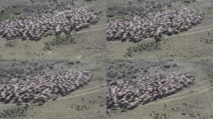 航拍行走的羊群
