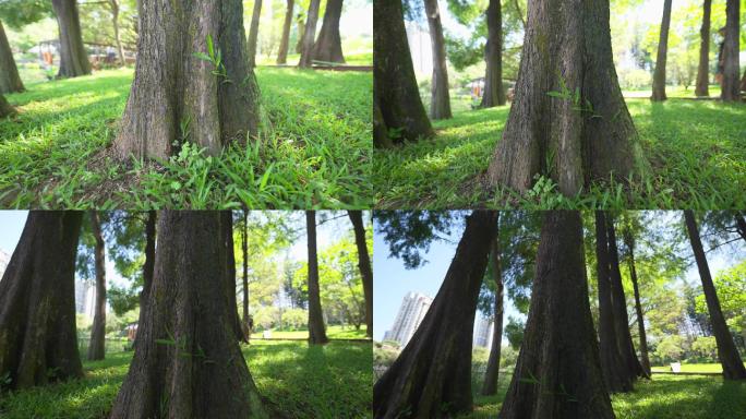 【4K正版】城市公园茂盛的树林与草坪