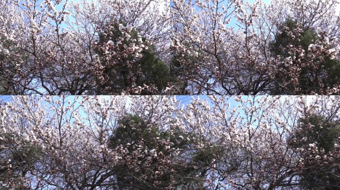 沈阳市和平广场春季升格拍摄