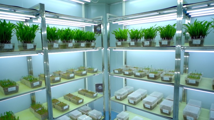 种子幼苗培养室