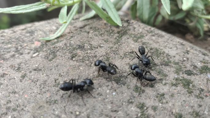 蚂蚁打架 蚂蚁爬行 黑蚂蚁