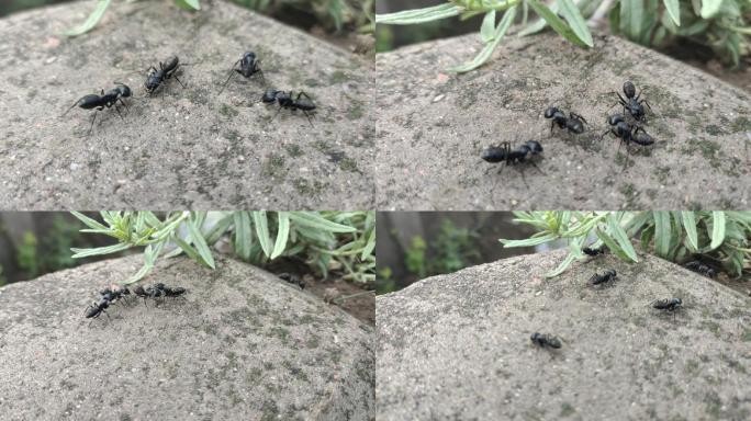 蚂蚁打架 蚂蚁爬行 黑蚂蚁