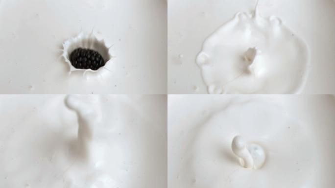 特写的黑莓在超级慢动作落入牛奶