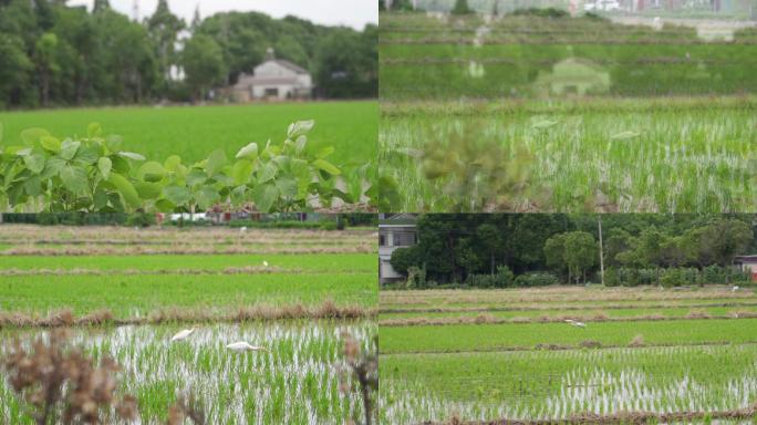 乡村风景