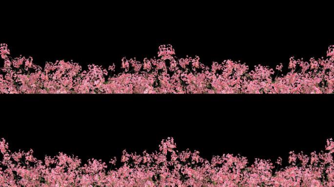 桃花树枝生长动画-带透明通道
