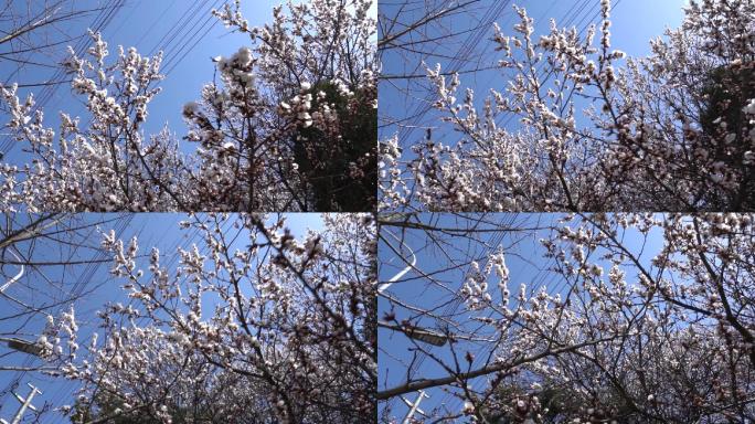 沈阳市和平广场春季升格拍摄