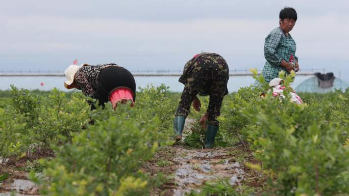 保证无农药公害手工除草